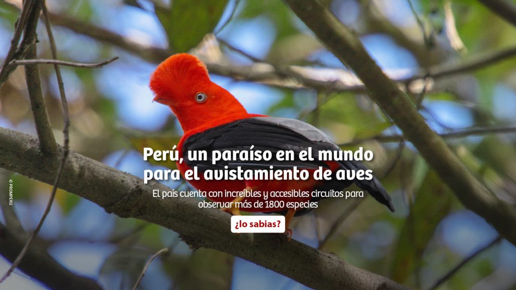 Gallito_de_las_rocas
